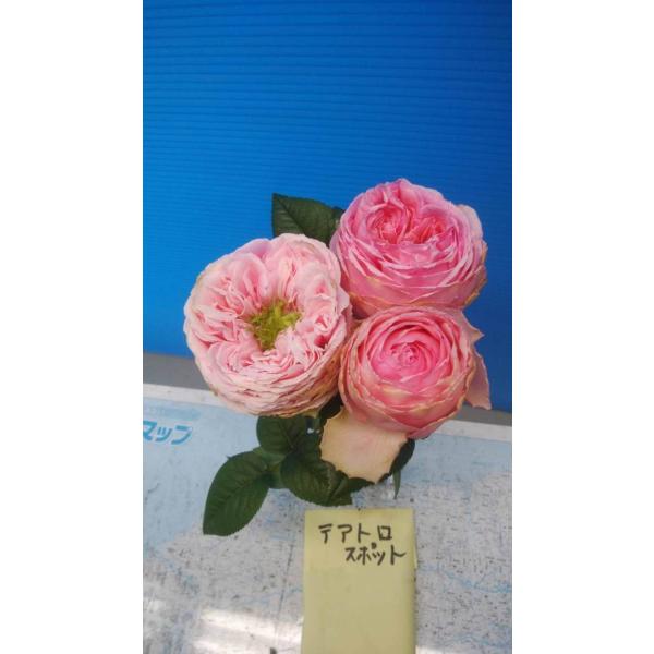 バラ花苗　切り花品種　和薔薇　ひらり　蕾あり　接ぎ木苗 バラ 切り花品種 アブラカタブラ接ぎ木新苗 蕾付き｜Yahoo