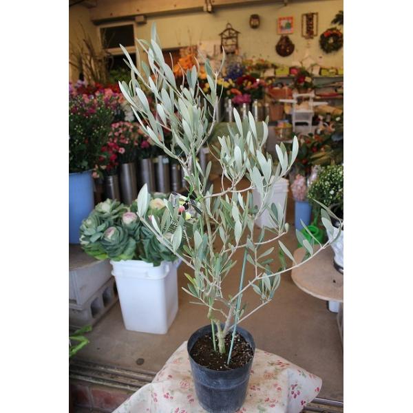 安いオリーブの木の通販商品を比較 ショッピング情報のオークファン