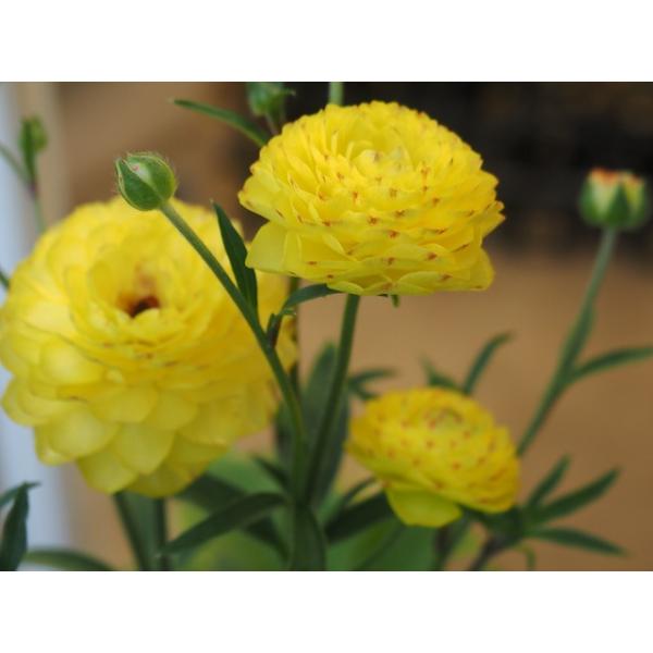 [Release date: February 3, 2026]25/12/25up　予約商品です。２/３発売　２/４〜２/１４の期間に早い注文順で発送いたします。∇優れた生産者が１月いっぱいまで作り込んだメリクロン充実苗です。用土が違いま...