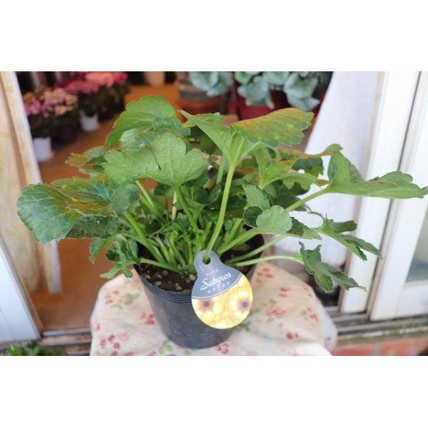 ラナンキュラス 苗 大株蕾付き ラナンキュラス ラックス サティロス５号ポット ranaraltusahirogd85 森農園ネットショップ 通販 Yahoo ショッピング