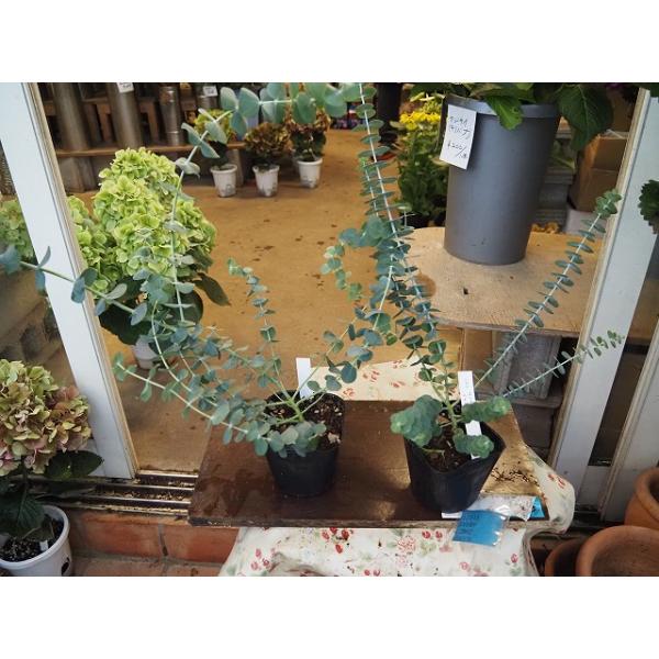 ユーカリ 生花 生花の人気商品 通販 価格比較 価格 Com