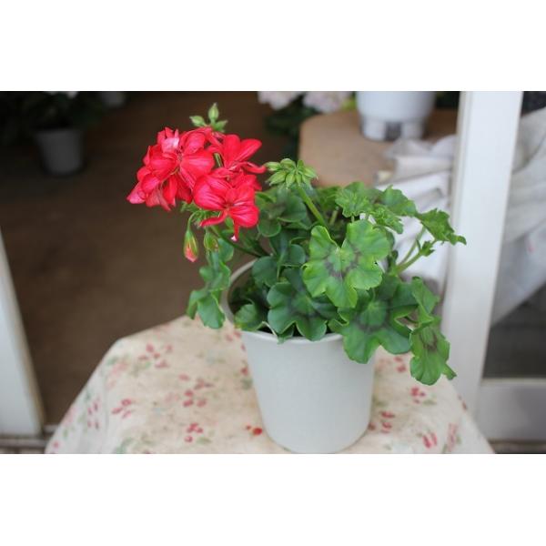 ２１アイビーゼラニウム 苗 八重咲a系品種 ２ ４号鉢 21aibi Zeraa2pi94 森農園ネットショップ 通販 Yahoo ショッピング