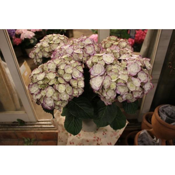 苗 紫陽花 生花の人気商品 通販 価格比較 価格 Com