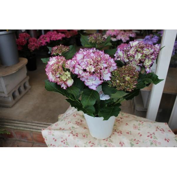 ２１newアジサイ 苗 鉢花 開花株 ５ ５ ５ ９お届け不可 マジカル カラードリームブルー５号鉢 21ajimajikakara Doui45 森農園ネットショップ 通販 Yahoo ショッピング