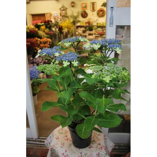 ブラック系大人気新作 大島緑花 アジサイ 大株 7号鉢 地植え向き 紫陽花 アジサイ 植物 観葉植物 インテリア 住まい 小物ブラック系 11 5 Thepegeek Com