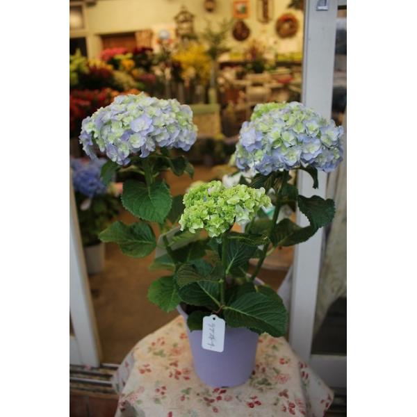 苗 秋色 アジサイ 農業資材 ガーデニング用品の人気商品 通販 価格比較 価格 Com