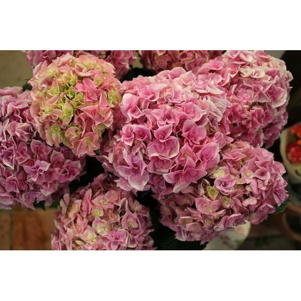 ２１アジサイ 苗 鉢花 開花株 日光が強いと花がしおれてくるので４ １０ ４ 末までに植え替え ５ ５ ５ ９配達不可 山紫水明ピンク５号鉢 Buyee Buyee Japanese Proxy Service Buy From Japan Bot Online