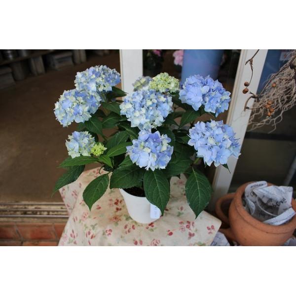 あじさい てまりてまり 生花の人気商品 通販 価格比較 価格 Com