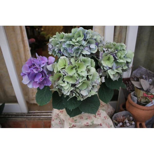 ２１秋色アジサイ 苗 鉢花 開花株 人気の生産者 鬼木の秋色アジサイ B５ ５号底面給水鉢 21akiajionib5lo65 森農園ネットショップ 通販 Yahoo ショッピング