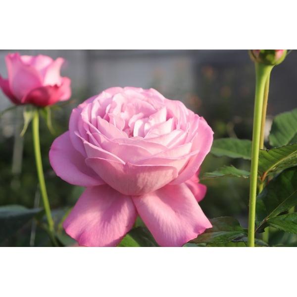 バラ接ぎ木苗　超希少切り花品種　カラホ バラ苗 ラブリーファンデーション 接木大株 強香 切り花品種 薔薇 苗