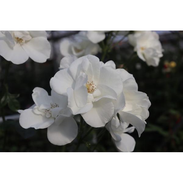 白薔薇ケープ morinouen-store_21baraimaisuno