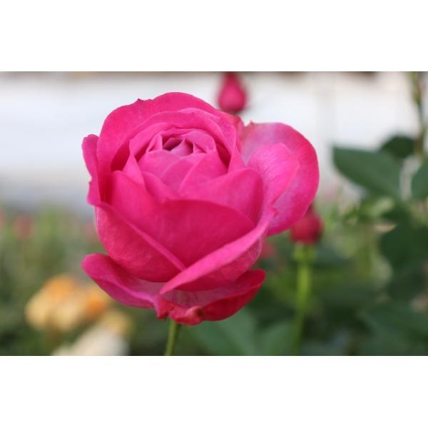 切り花 苗 バラ」の人気商品一覧 | 安い商品を通販サイトから探す