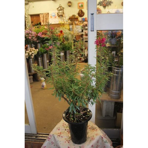 morinouen-store_21bu-genhosobauy95