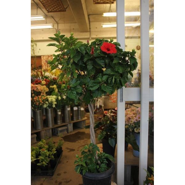 苗 ハイビスカスの人気商品 通販 価格比較 価格 Com