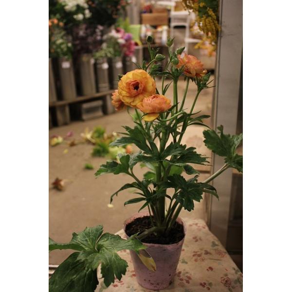 花 ポット 苗の人気商品 通販 価格比較 価格 Com