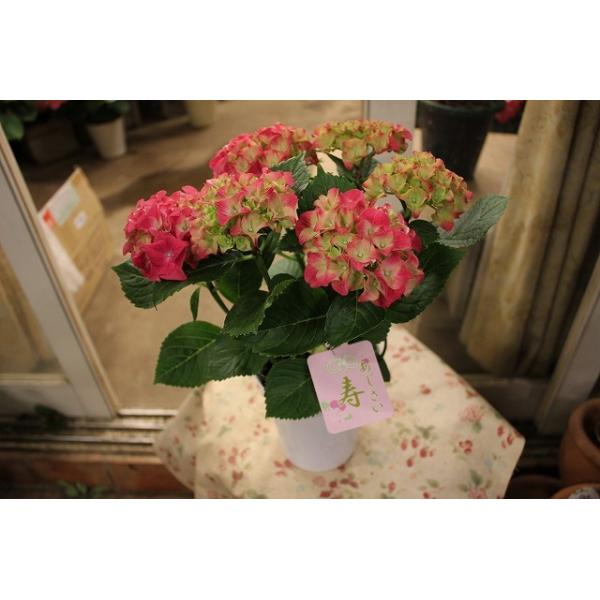 アジサイ 赤 生花の人気商品 通販 価格比較 価格 Com