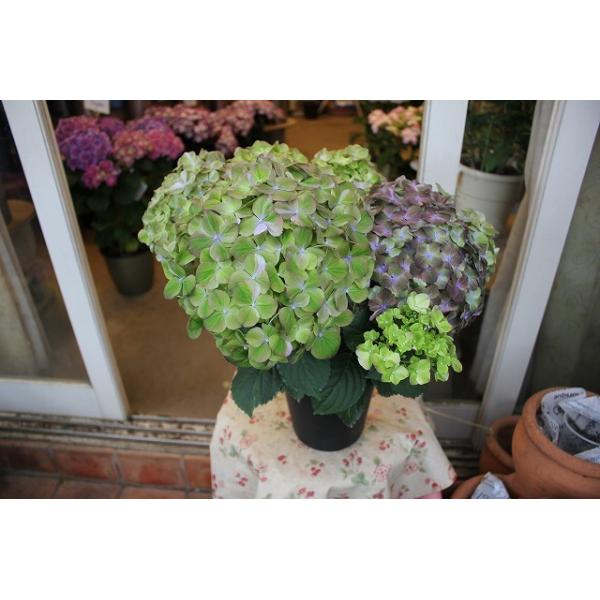 アジサイ 緑 - 生花の人気商品・通販・価格比較 - 価格.com