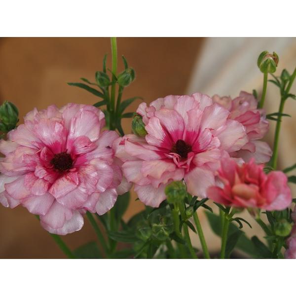 morinouen- morinouen-