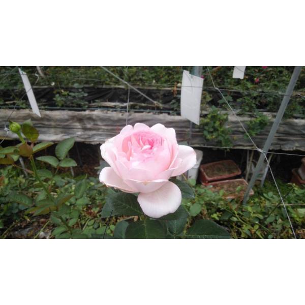 バラ苗 アンジュ・キレーヴ 4号接ぎ木 今井清作出（植え替えず11