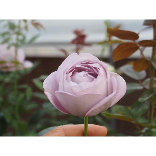 バラ苗 nak7345 強香 耐病性品種 4号接ぎ木（植え替えず11〜4月