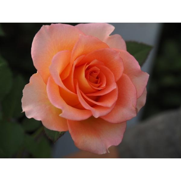 バラ苗 トーワシャイン とげなし 4号接ぎ木（植え替えず11〜4月