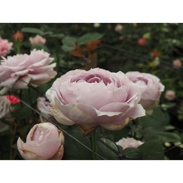 morinouen-