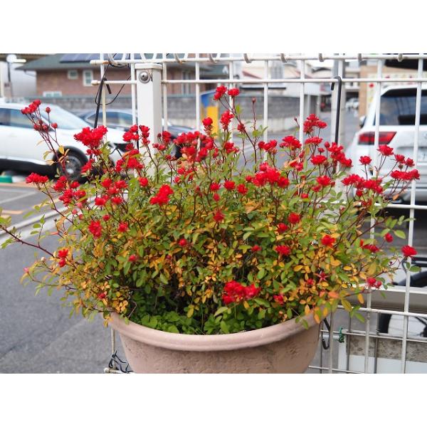 1880円 ミニ バラ 薔薇 苗 いちご姫 正規品 2.5号 バラ いちご姫5号ポット（苗 良い用土で育成 販売商品画像は2番 画像