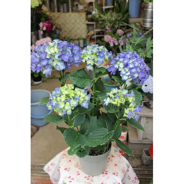 １６ アジサイ ブルーアース５号鉢ラッピング込 Buyee Buyee Japanese Proxy Service Buy From Japan Bot Online