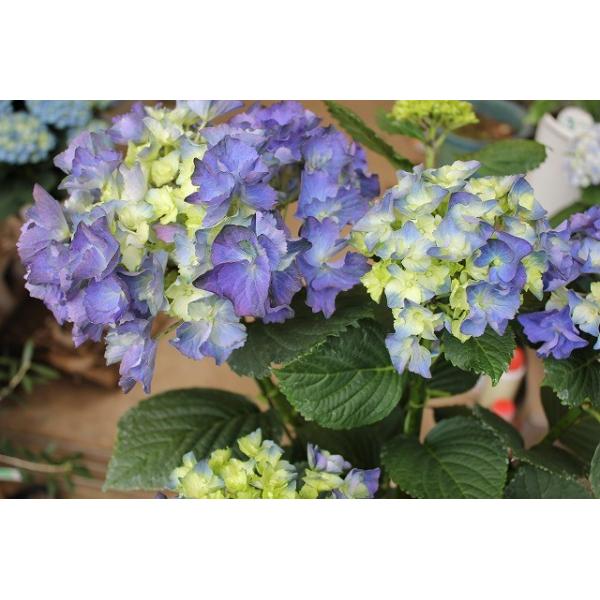 １６ アジサイ ブルーアース５号鉢ラッピング込 Buyee Buyee Japanese Proxy Service Buy From Japan Bot Online