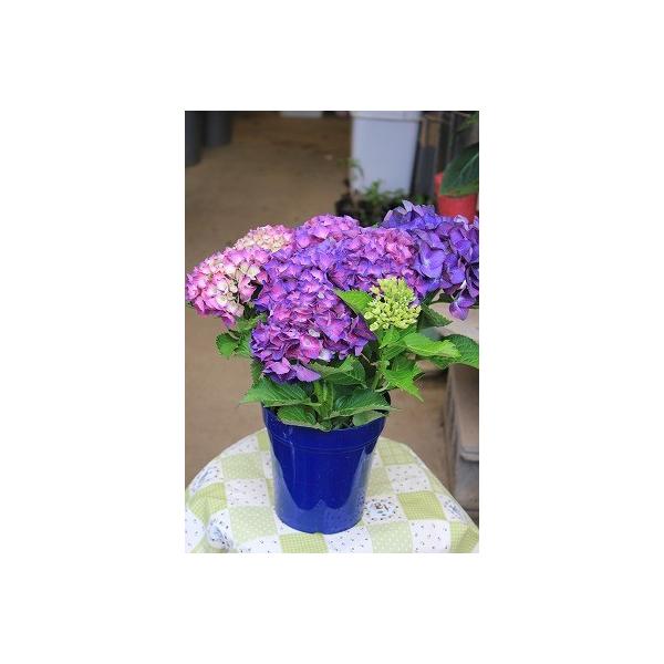 アジサイ ディープパープル 秋色アジサイ品種 5号ラッピング込 Buyee Buyee 日本の通販商品 オークションの代理入札 代理購入