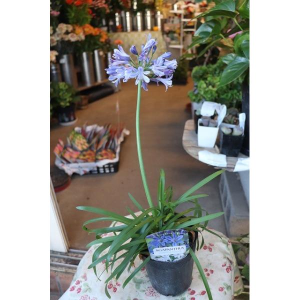 New アガパンサス 苗 サマーラブブルー 春秋四季咲き ３ ５号ロングポット Agapansama Raug73 森農園ネットショップ 通販 Yahoo ショッピング