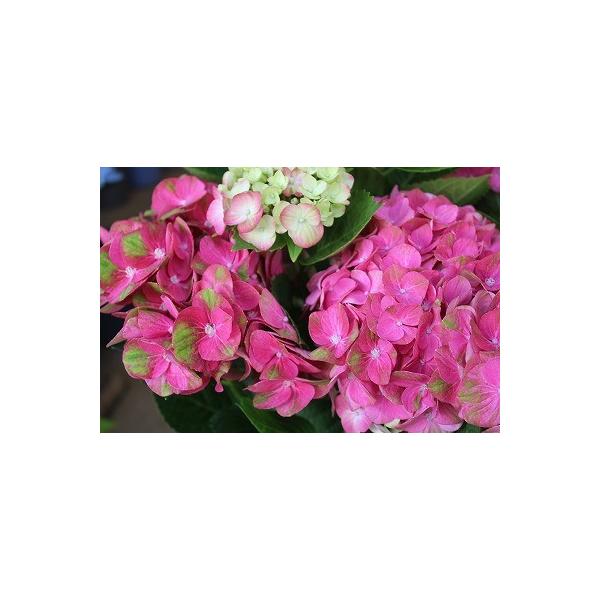 アジサイ マジカル グリーンファイヤーレッド5号鉢ラッピング込 Buyee Buyee 日本の通販商品 オークションの代理入札 代理購入