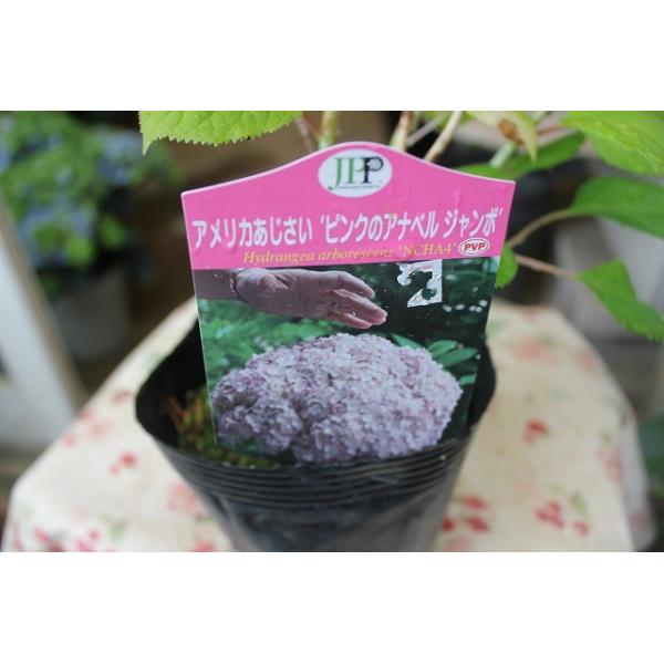 １８ アナベル 苗 ピンクアナベル ジャンボ Pvp ４号ポット Buyee Buyee 日本の通販商品 オークションの代理入札 代理購入