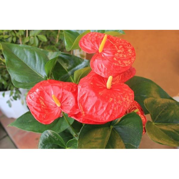 １８ ｎｅｗ アンスリウム アンスリューム オクラホマ５号鉢ラッピング込 Buyee Buyee 일본 통신 판매 상품 옥션의 대리 입찰 대리 구매 서비스