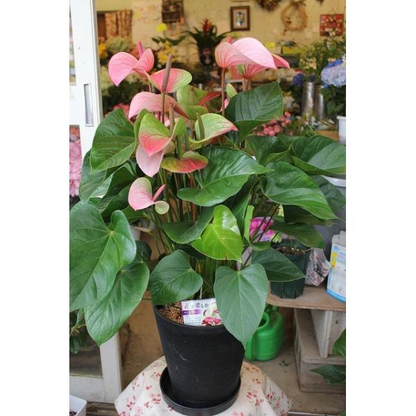 １７ アンスリウム アンスリューム パンドラ８号鉢ラッピング込 Ansupant58 森農園ネットショップ 通販 Yahoo ショッピング