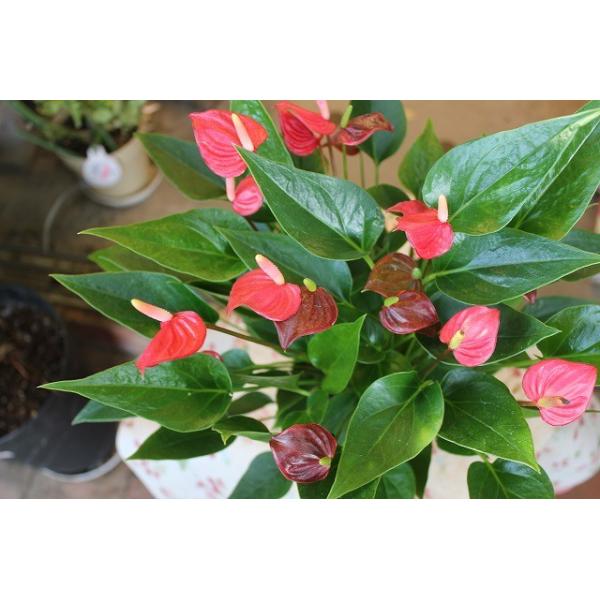 アンスリウム アンスリューム その他観葉植物 アンスリウムｓｐレッド 矮性小輪 ４号鉢ラッピング込 Buyee Buyee 日本の通販商品 オークションの代理入札 代理購入