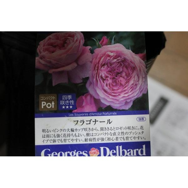 バラ苗 バラ大苗 デルバール フラゴナール ５号超ロングポット Baraderuhuragona 5 森農園ネットショップ 通販 Yahoo ショッピング