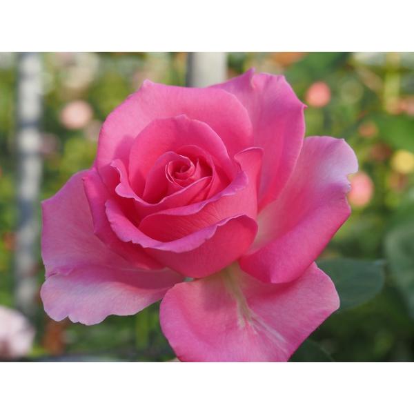 バラ苗 nak7438 4号接ぎ木(植え替えず11〜4月除き3〜4 バラ苗 nak7438 4号接ぎ木(植え替えず11〜4月除き3〜4