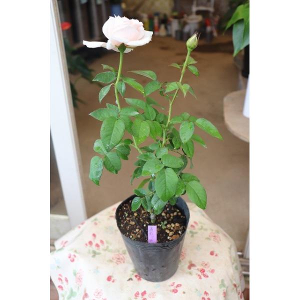 バラ バラ苗 切り花品種接ぎ木 ユカカップ４号ロングポット Buyee Buyee Jasa Perwakilan Pembelian Barang Online Di Jepang