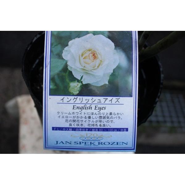 バラ苗 バラ大苗 河本バラ園 イングリッシュアイズ５号超ロングポット Buyee Buyee Japanese Proxy Service Buy From Japan Bot Online