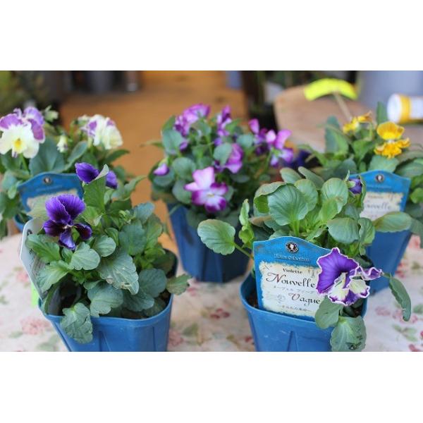 ビオラ ビオラ苗 ヌーヴェルヴァーグ ａ６ １０ ３ ５号鉢 希少品種 現品販売 Buyee Buyee Japanese Proxy Service Buy From Japan Bot Online