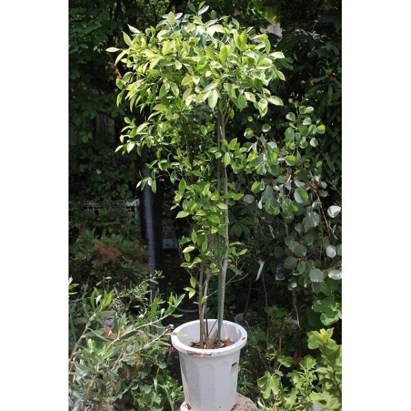 観葉植物 ガジュマル 斑入りガジュマル２本立ち １０号 Buyee Buyee 日本の通販商品 オークションの代理入札 代理購入