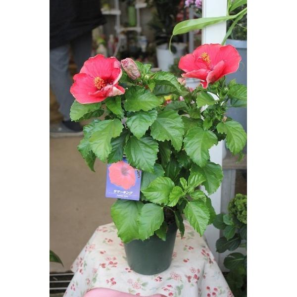 ハイビスカス 苗 苗木 鉢 サマーキング５号鉢 Haibisama Kingug95 森農園ネットショップ 通販 Yahoo ショッピング