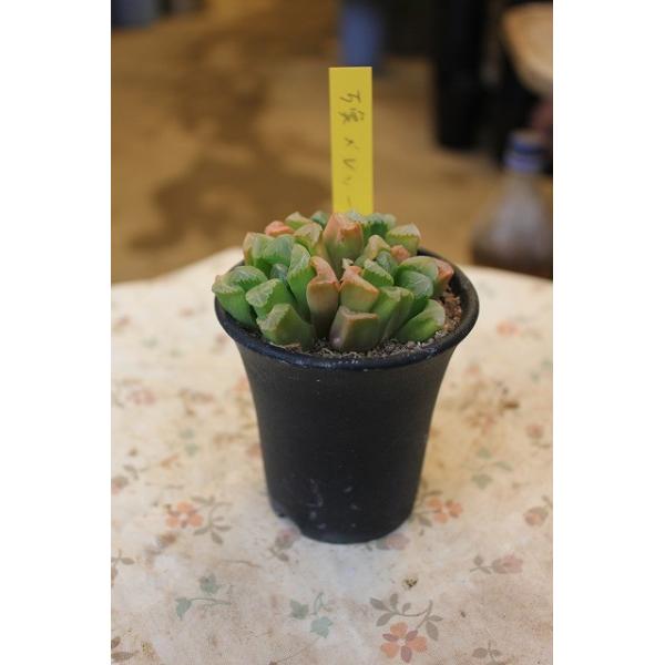 素敵な ハオルチア ハオルシア 多肉植物 万像 レツーサ 群生 ２号鉢 5 現品 Buyee Buyee 日本の通販商品 オークションの代理入札 代理購入