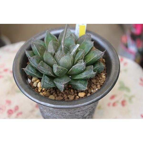 素敵なハオルチア 多肉植物 Ac２８ 三仙寿 ベヌスタ交配種 大型ダルマch Nh 径９cm ４号陶器鉢 現品 Buyee 日本代购平台 产品购物网站大全 Buyee一站式代购 Bot Online