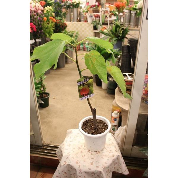 イチジク苗木 日本種 蓬莱柿 １年生苗木 ５号鉢 ３本 Buyee Buyee บร การต วกลางจากญ ป น ซ อจากประเทศญ ป น