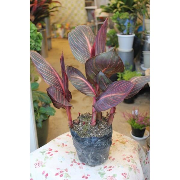 カンナ 花 球根 ダーバン５号鉢 Kananda Banty65 森農園ネットショップ 通販 Yahoo ショッピング