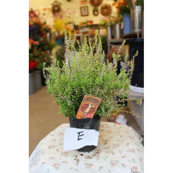 カルーナ ガーデンガールズ ｅ ３号ロングポット Buyee Buyee Jasa Perwakilan Pembelian Barang Online Di Jepang