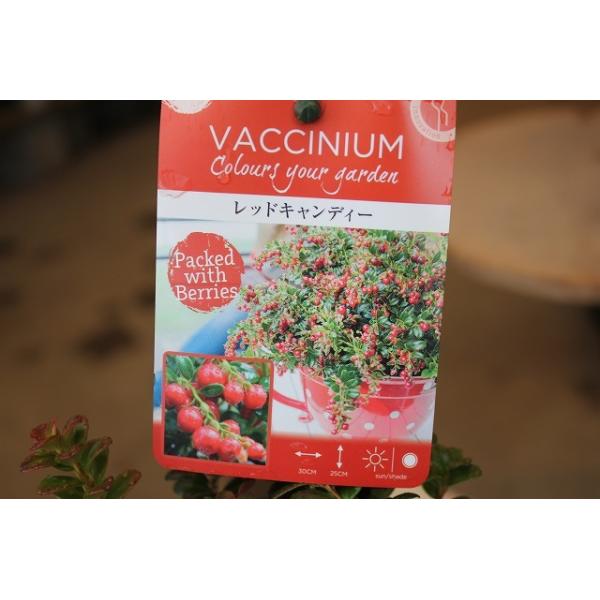 ２１ 耐暑性コケモモ 苗 苗木 果樹苗 レッドキャンディ３号ロングポット Buyee Servis Zakupok Tretim Licom Buyee Pokupajte Iz Yaponii