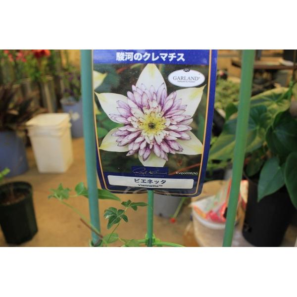 クレマチス ビエネッタ３ ５号深ポット ３年苗 Buyee Servis Zakupok Tretim Licom Buyee Pokupajte Iz Yaponii